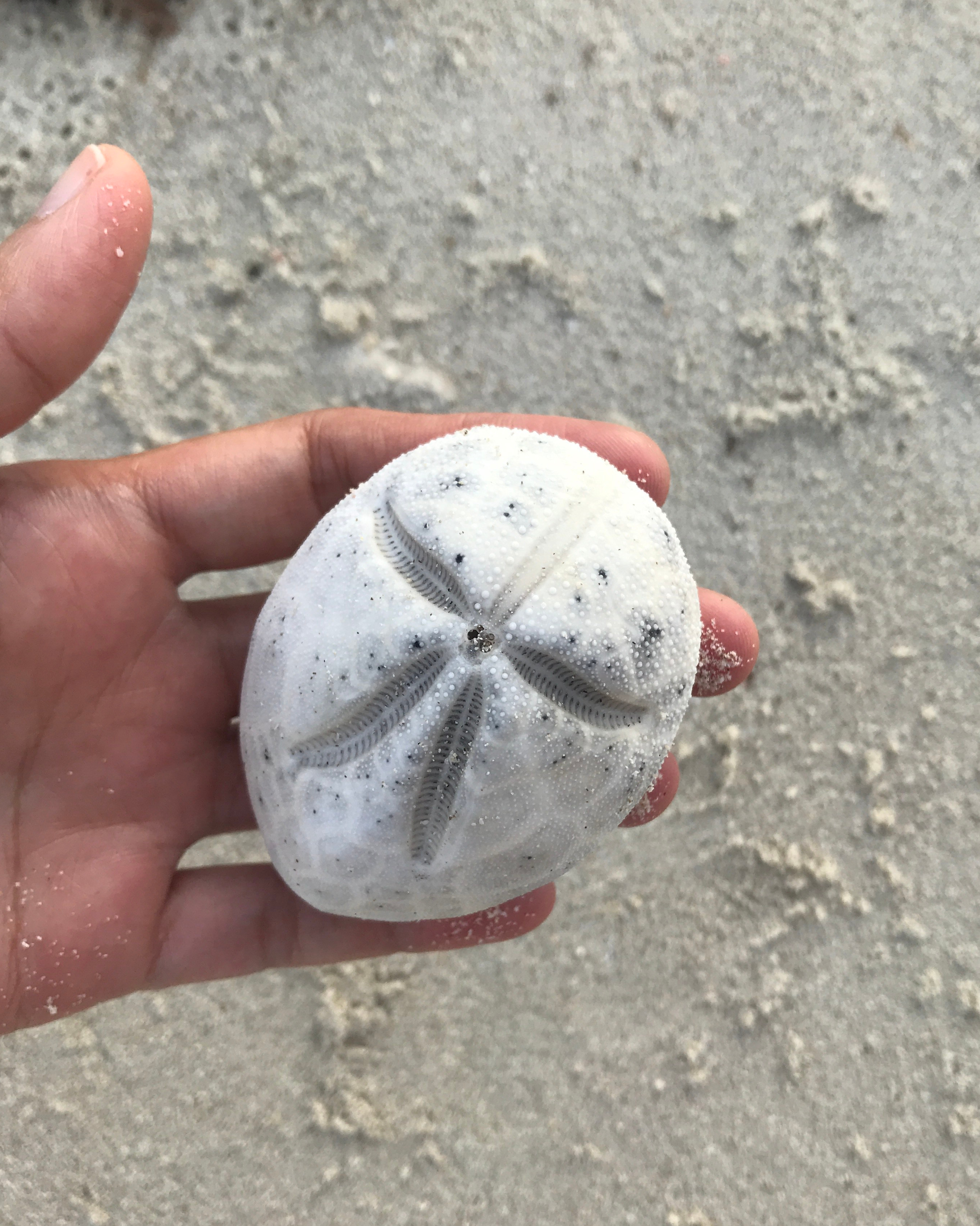 Delicate little shell