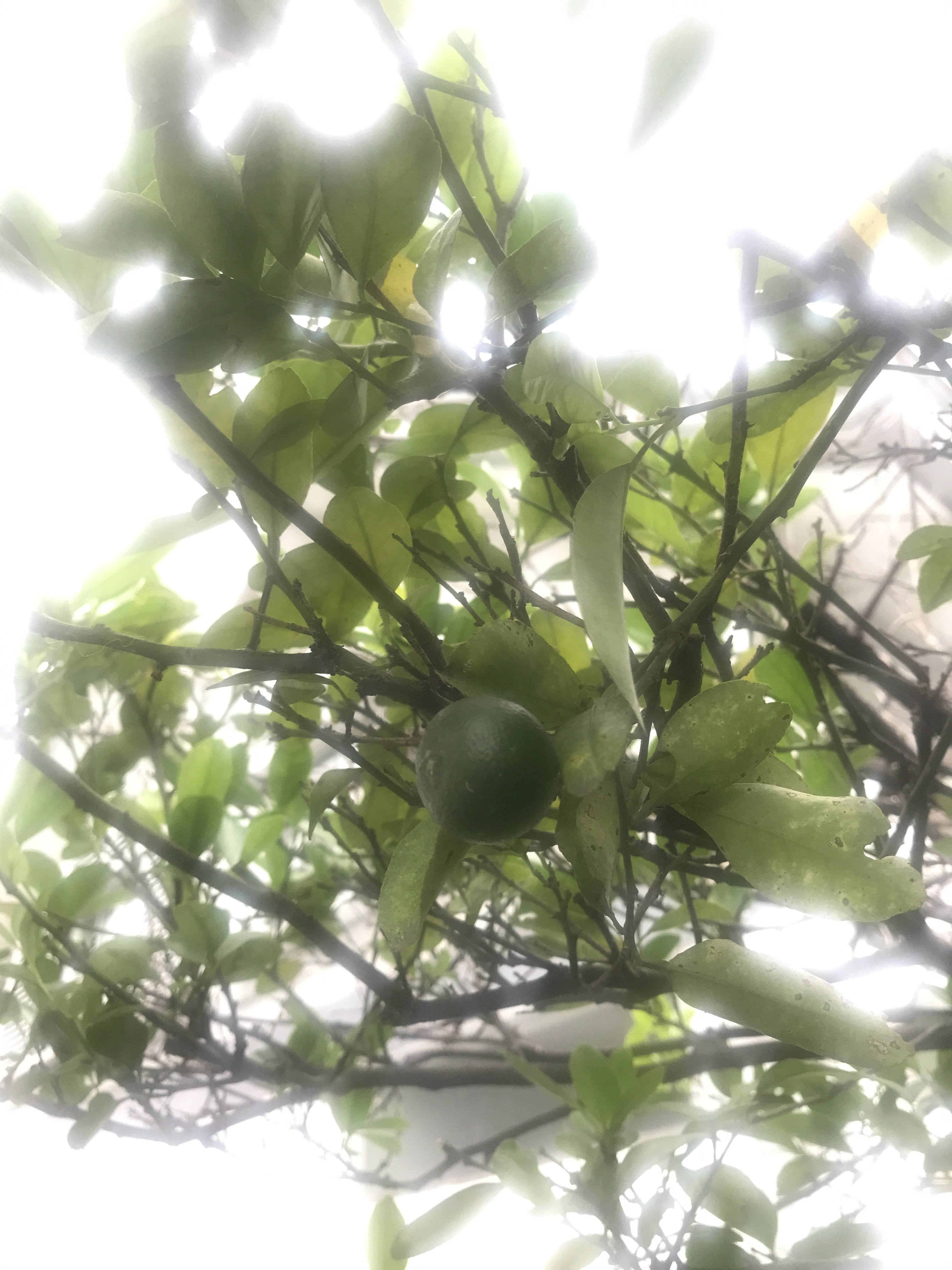 Calamansi