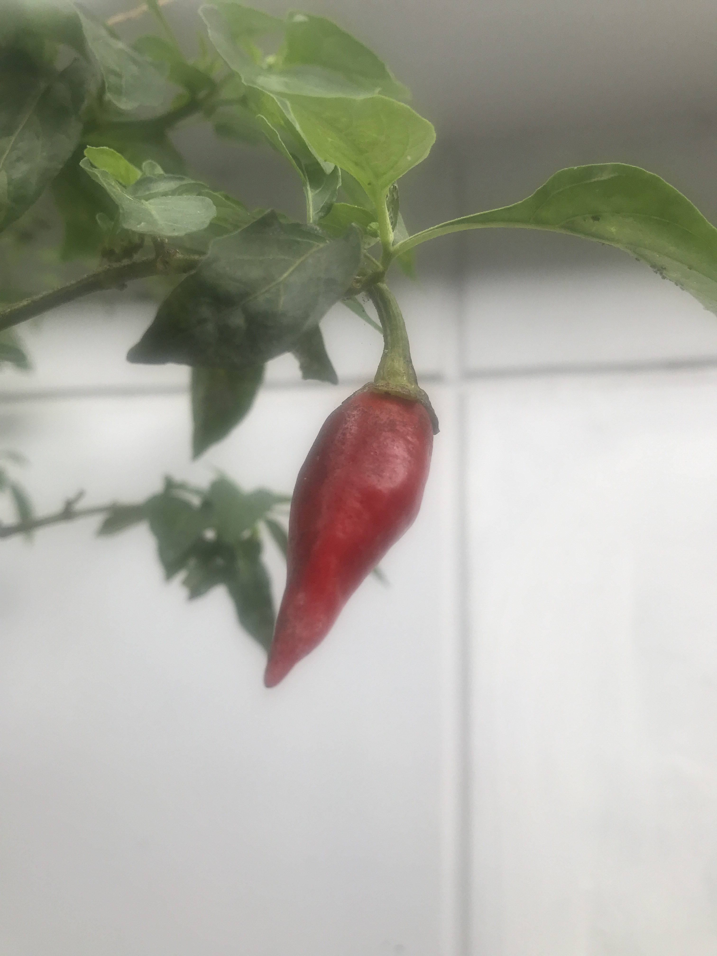 Bellpepper