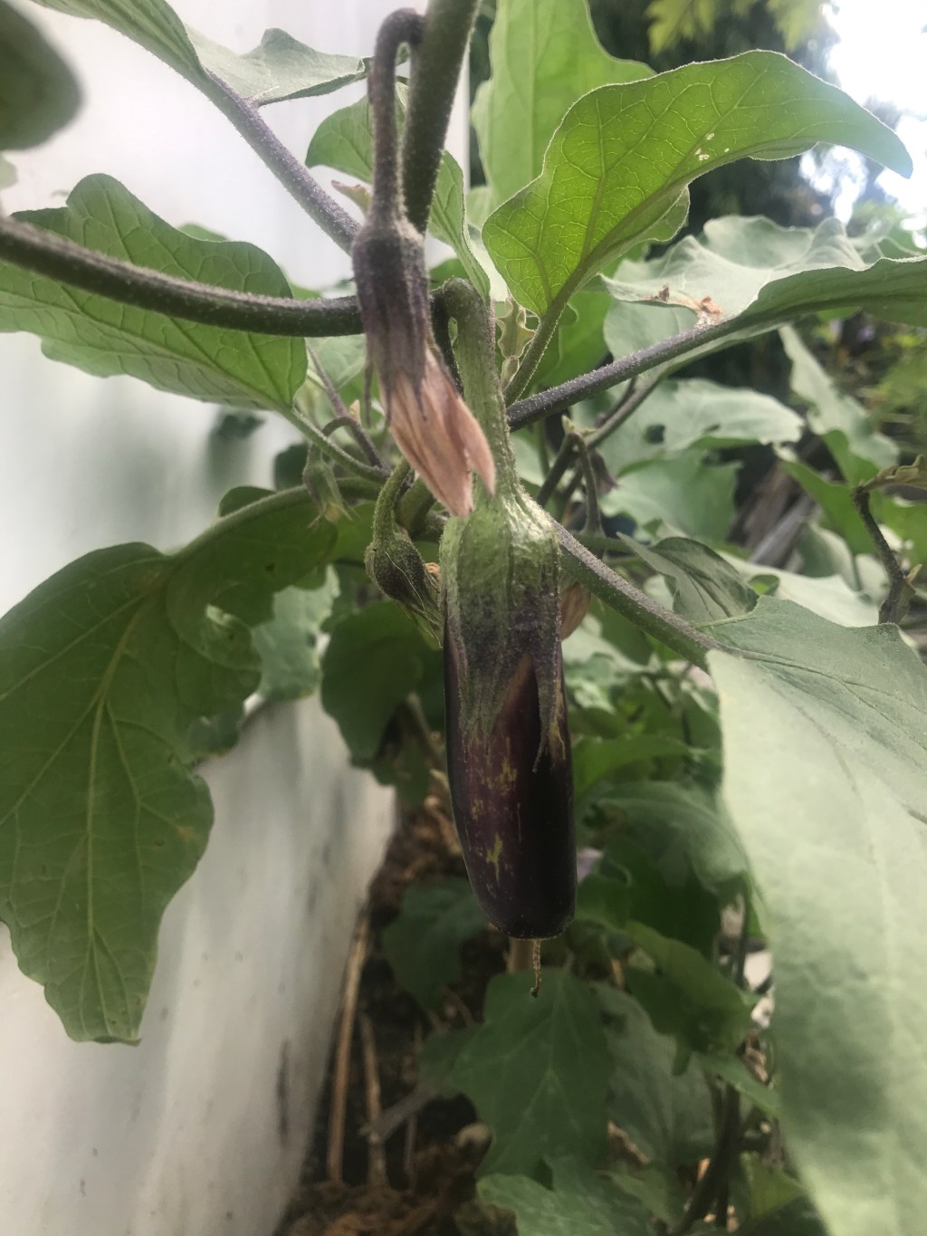 Eggplant