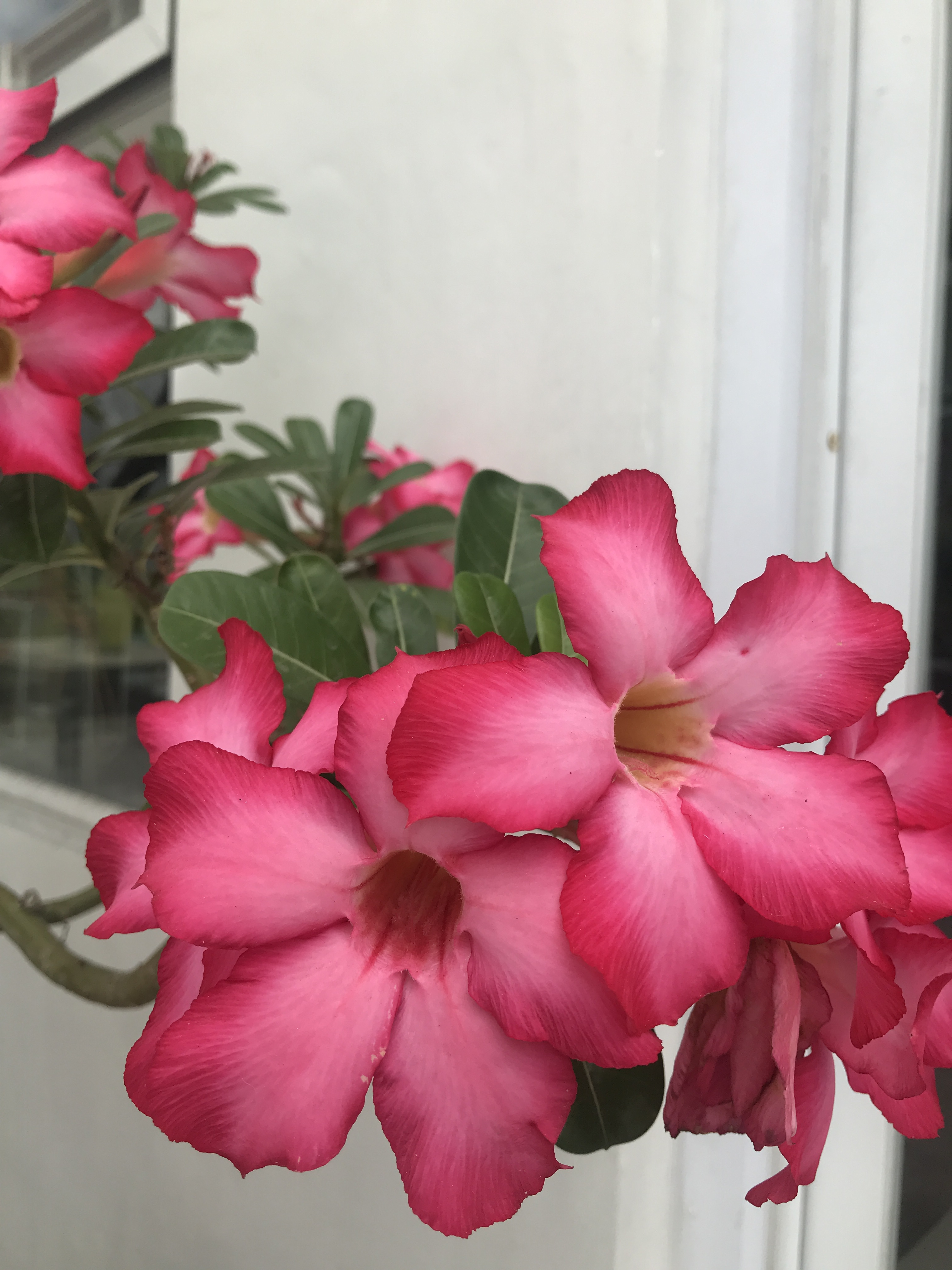 Adenium