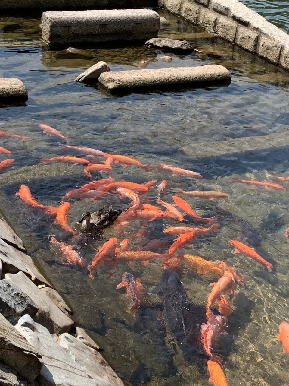 Fish and duck, Miyagawa River