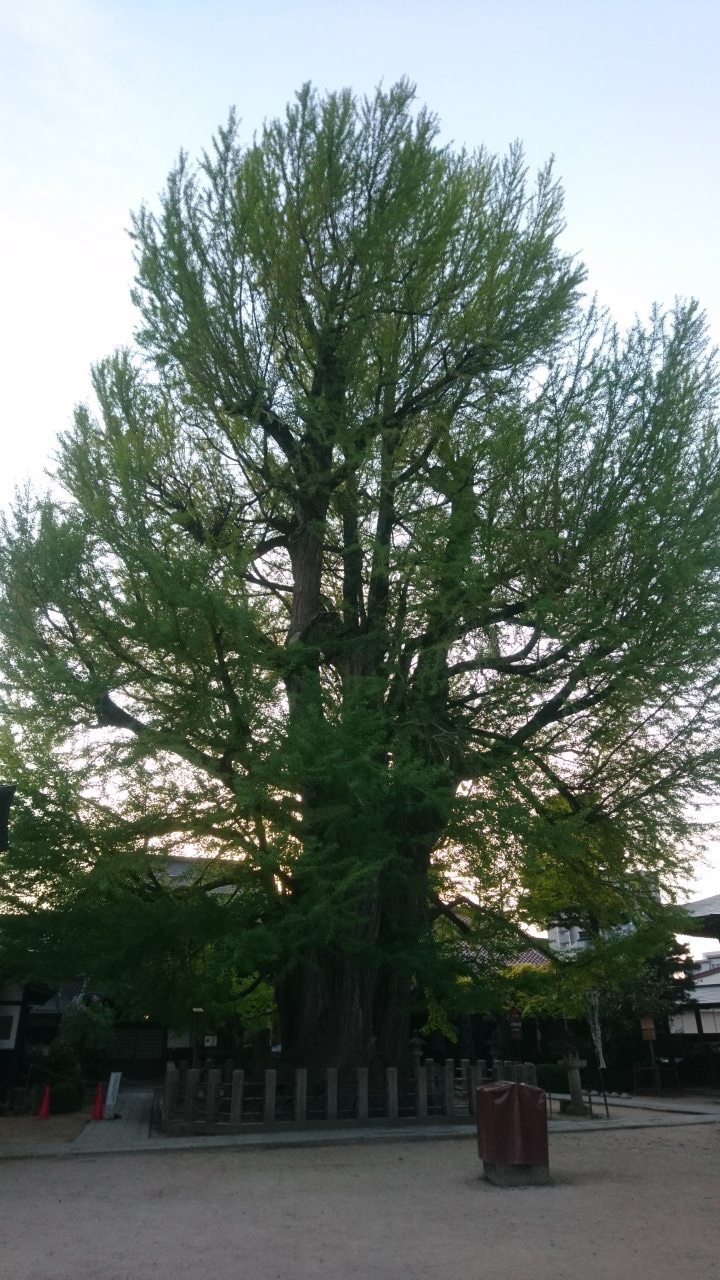 The Great Gingko of Kokubun-ji