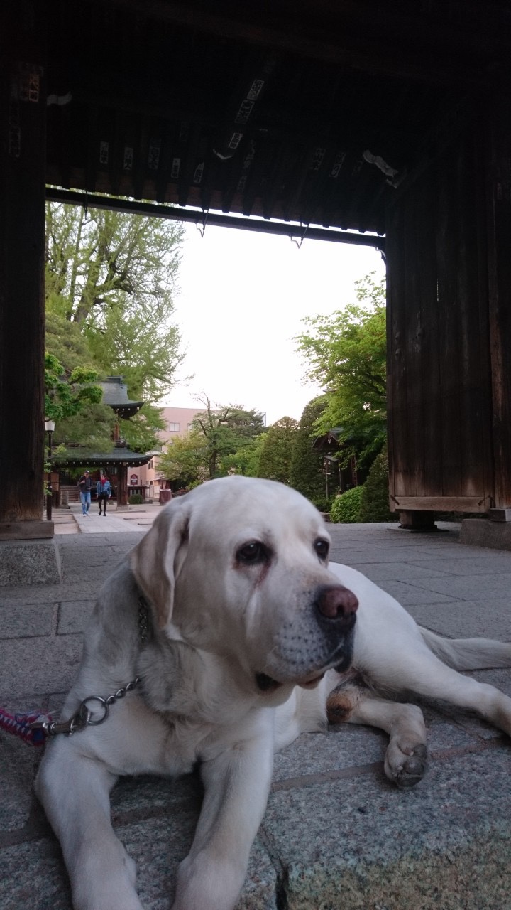 Sweet labrador who called us to check out the temple