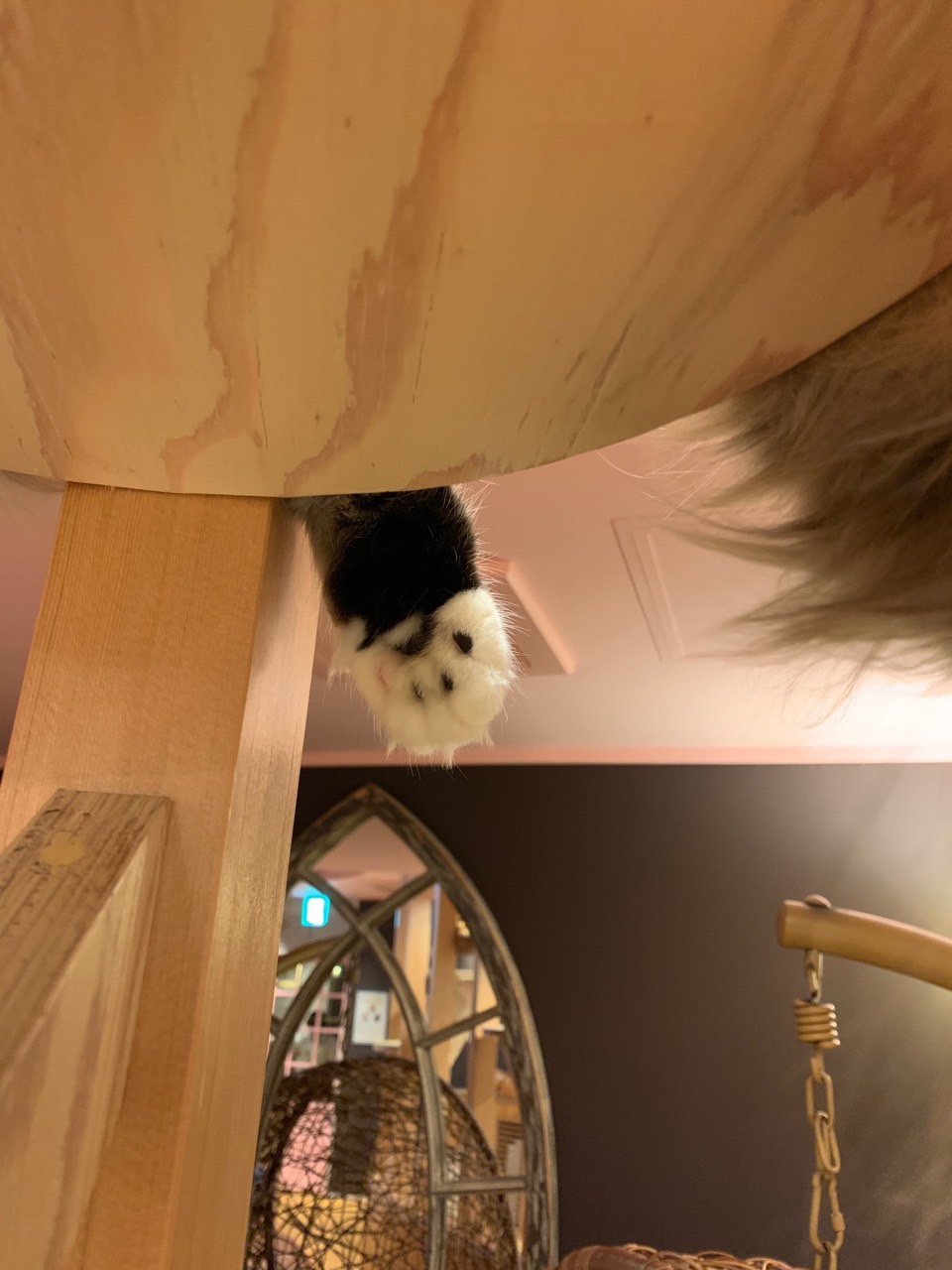 I just have to take a photo of this cutie paw