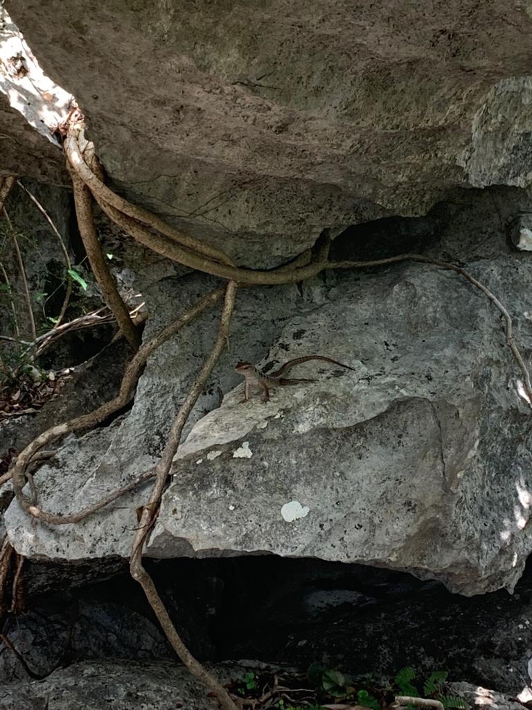 An encounter with a bubuli