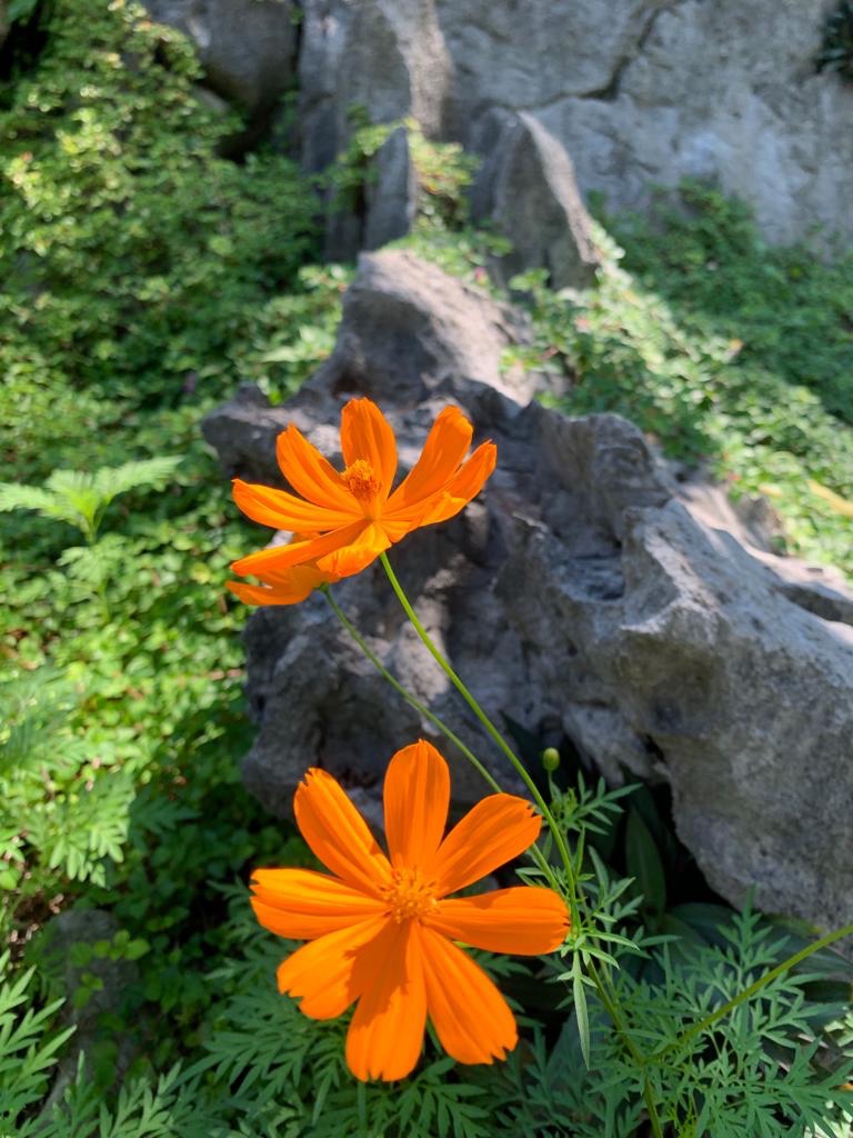 Cosmos flowers