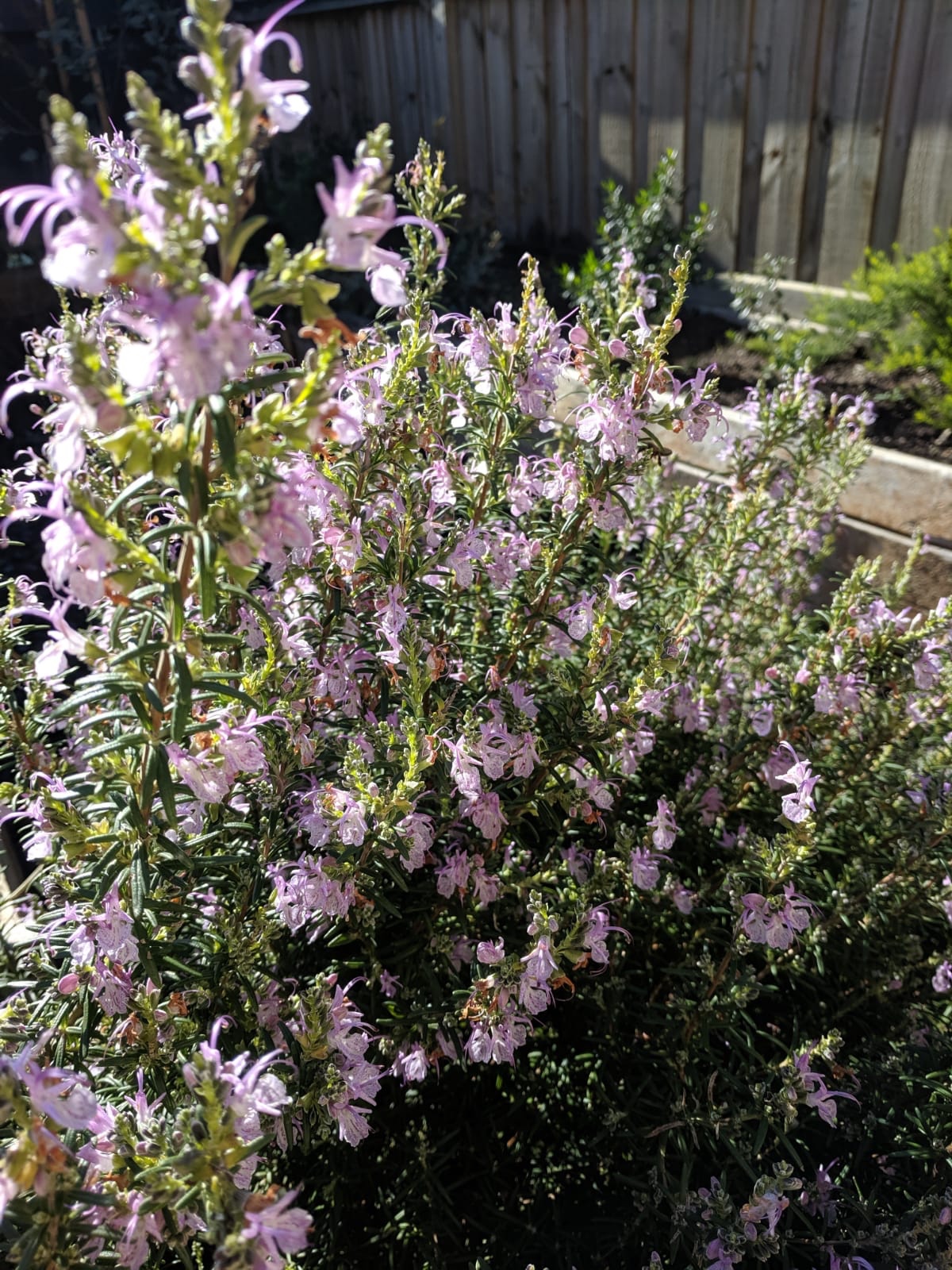 Flowers at my sister’s garden