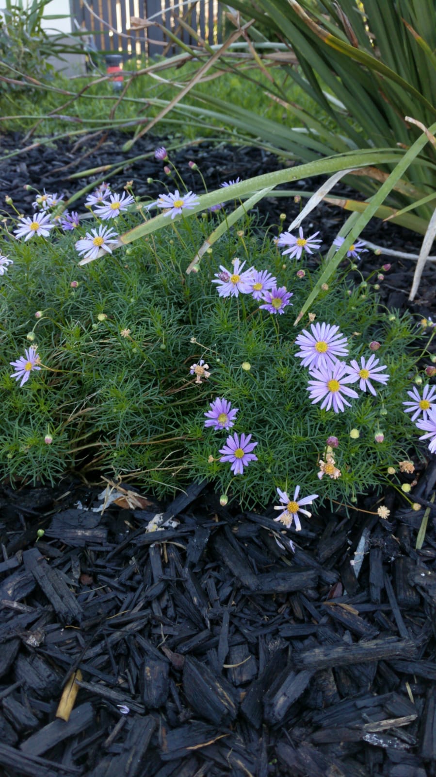 Pretty little flowers
