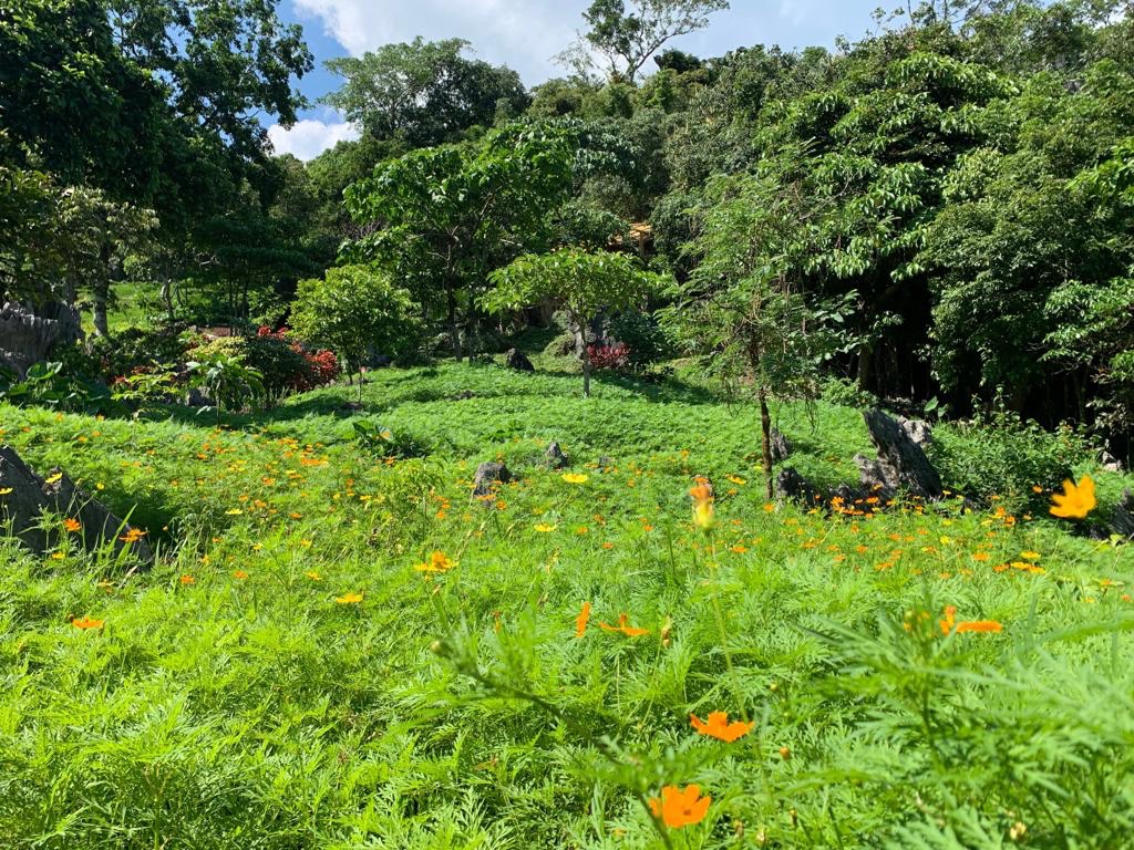 Greenery - a feast to the eyes