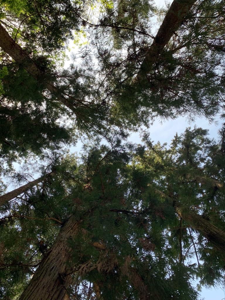 A canopy of grand trees