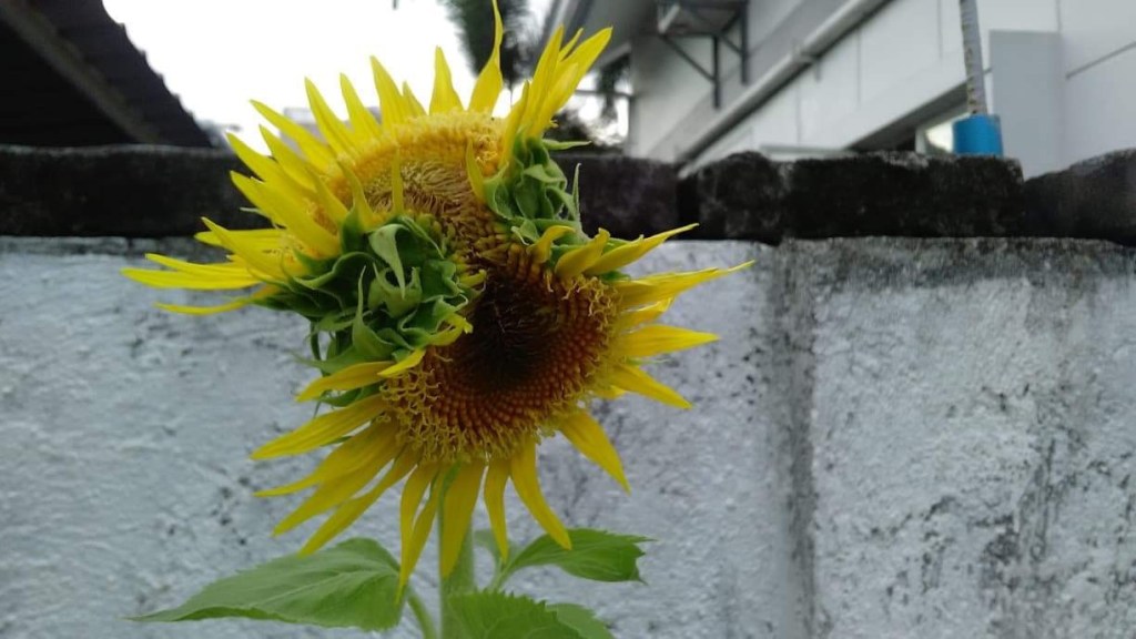 Conjoined Sunflowers