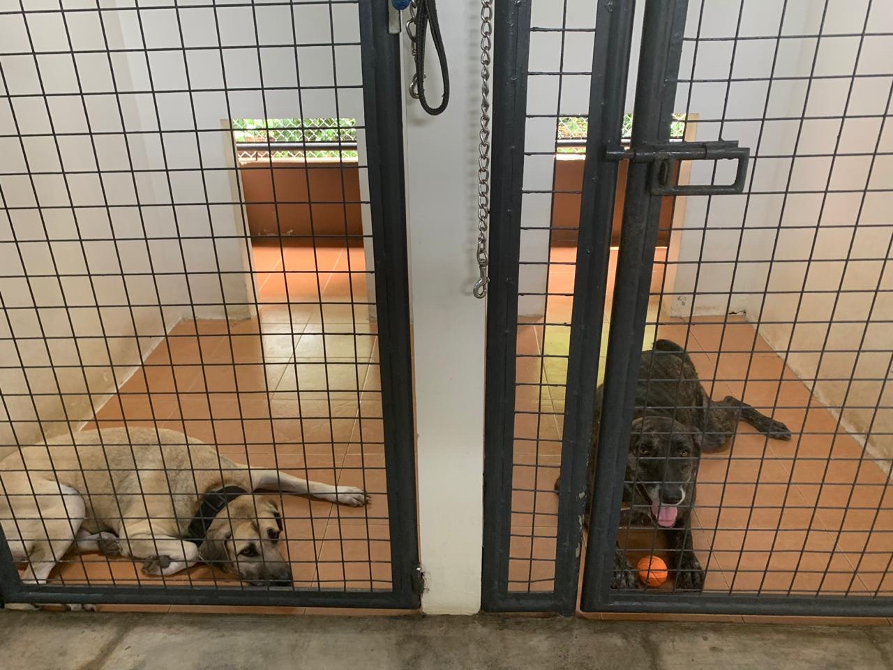 These sweeties long for forever homes