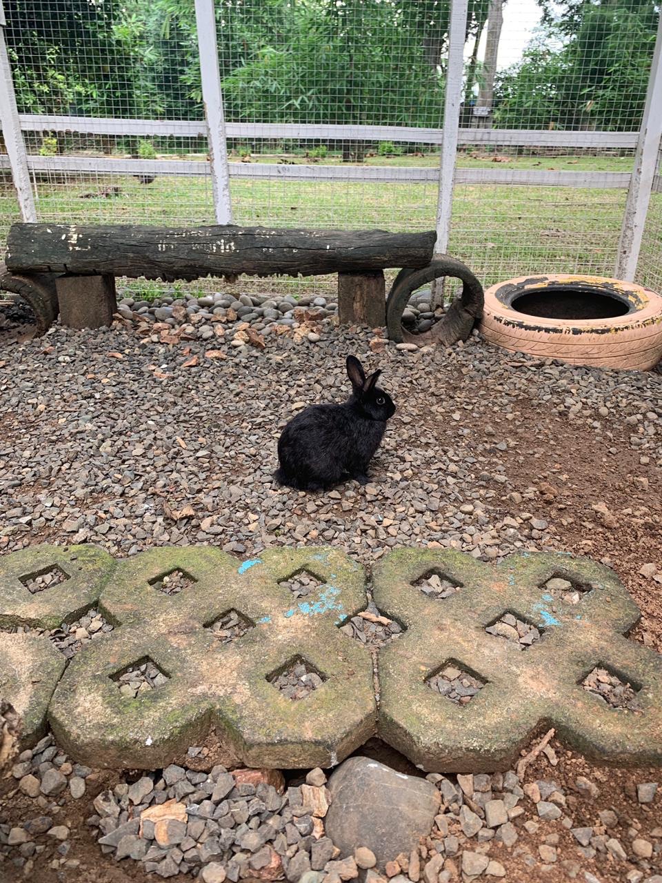 This bunny at Numana reminds me of little Olive