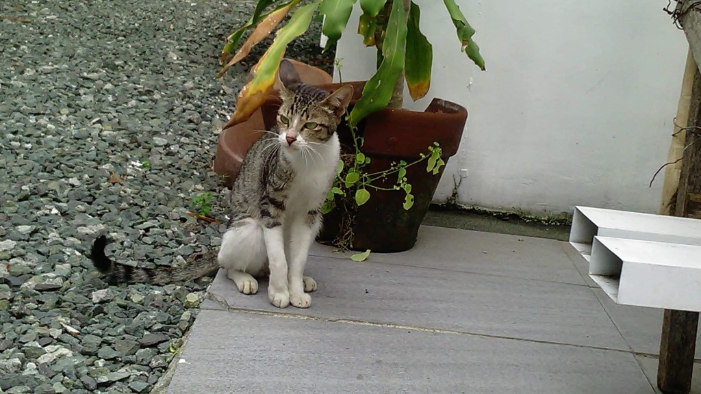 Our regular guest, Meow