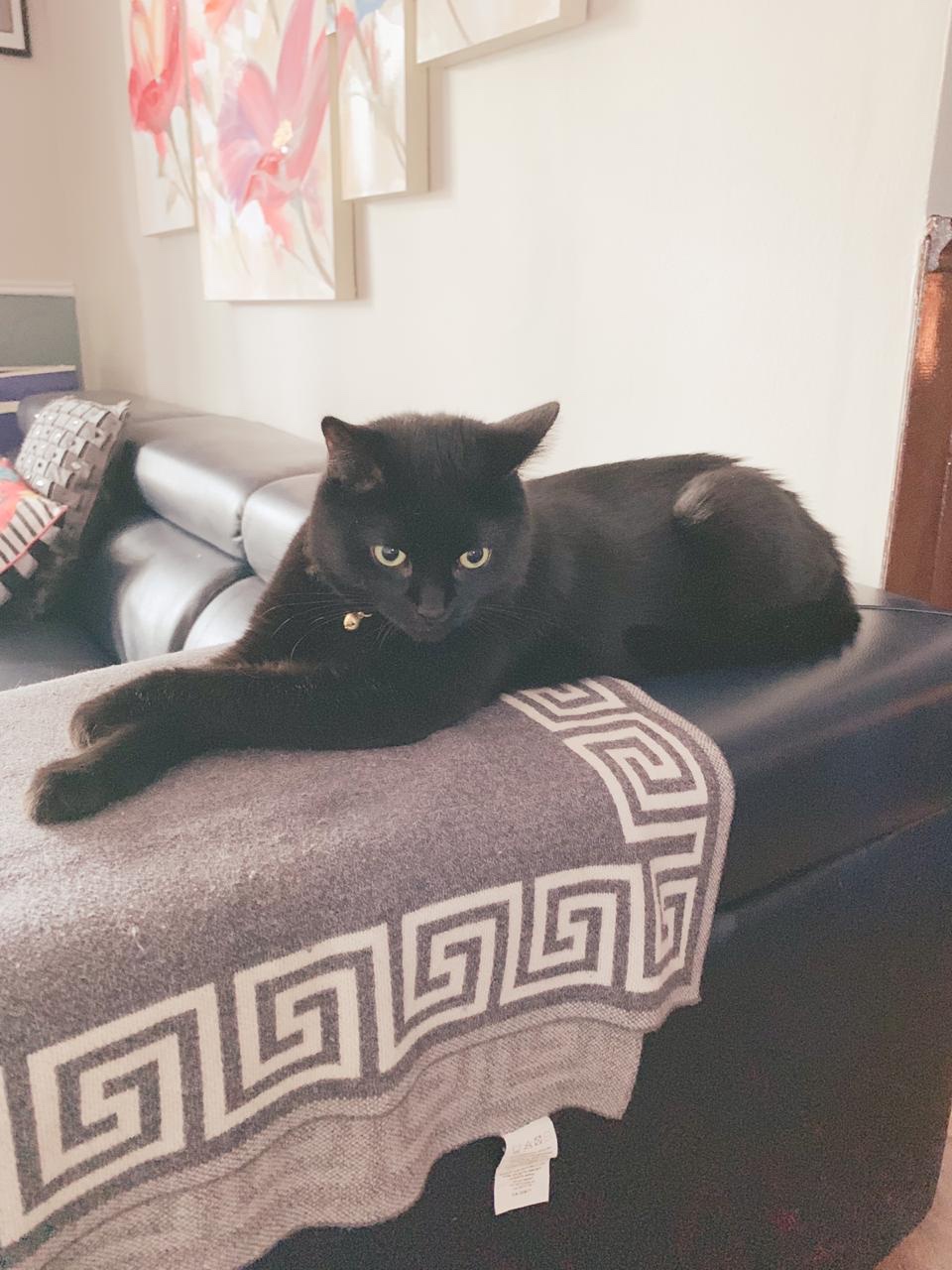 Toothless Eyes and&nbsp;Purrs