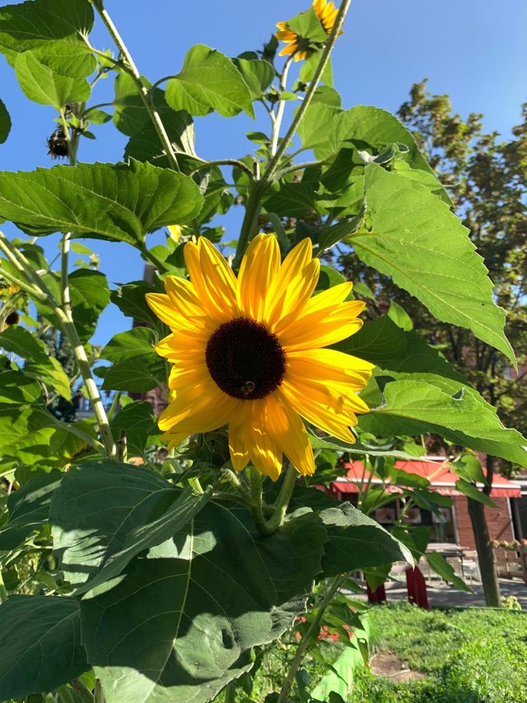 Sunflower that caught my eye
